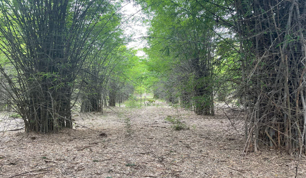 Featured Image of Hennur Bamboo Forest